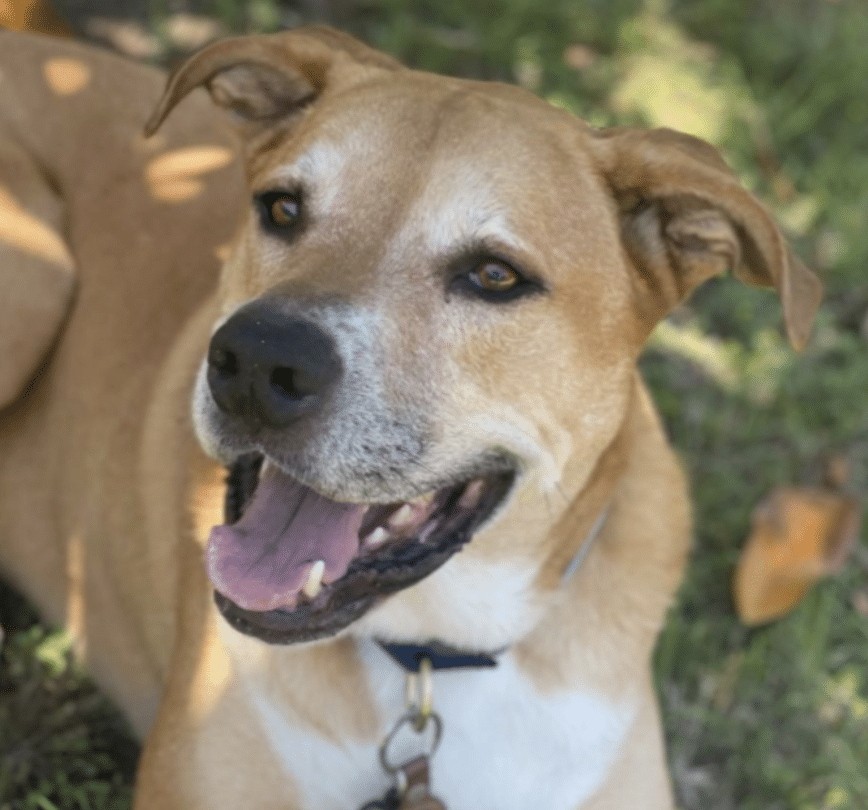 This is Adonis, a brown and white Hound Great Dane Mix; 8 yrs old, available for adoption At Austin Pets Alive in Austin Tx. He's shown here lying down, staring up at the camera with a big smile.